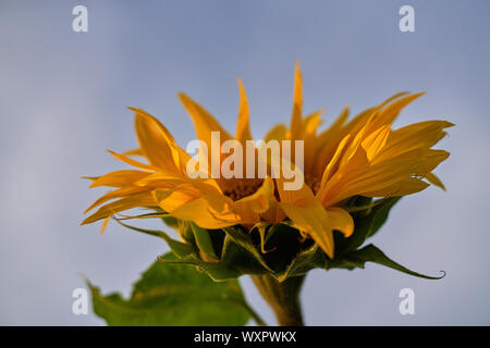 Immagine ravvicinata di splendida fioritura di girasoli Foto Stock