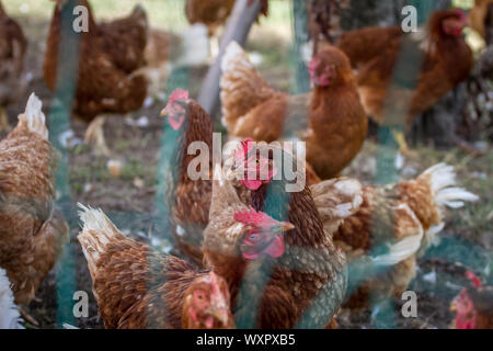 Un gregge di marrone a scelta libera di deposizione delle uova di galline di pollo, dietro una recinzione Foto Stock