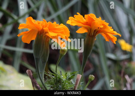 Una chiusura di due orange Le calendule Foto Stock