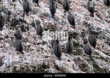 Una colonia Spotted Shag, Stictocarbo punctatus Foto Stock