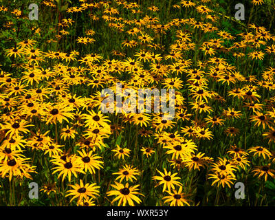 Di colore giallo brillante daisy come fiori di Rudbeckia Goldstrum un ardito perenne di fiori da giardino Foto Stock