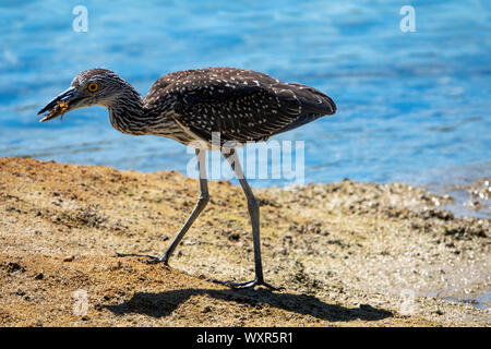 Giallo-incoronato Nitticora, capretti, Bermuda Foto Stock