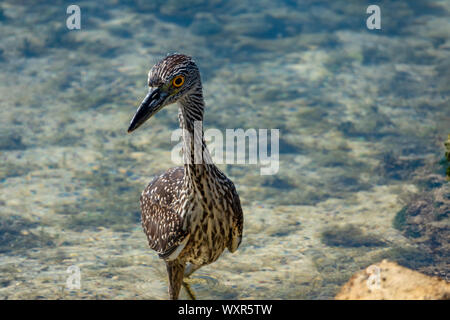 Giallo-incoronato Nitticora, capretti, Bermuda Foto Stock