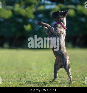 Brindle bulldog francese permanente sulla sua schiena gambe guardando a sinistra,green park , sfondo sfocato per copia di spazio o di sovrapposizione di testo Foto Stock