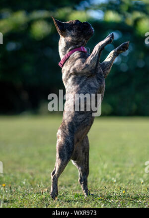 Brindle bulldog francese permanente sulla sua schiena gambe cercando di destra green park , sfondo sfocato per copia di spazio o di sovrapposizione di testo Foto Stock