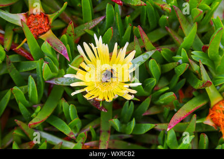 Un Bumble Bee su più rara forma di fiore giallo Hottentot-fig o Hottentot Fig (Carpobrotus edulis) St. Mary's, isole Scilly, England, Regno Unito Foto Stock