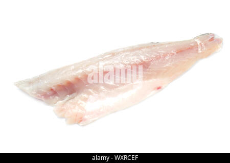 European Sea Bass isolato su bianco Foto Stock