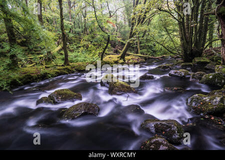 Il flusso rapido fiume Ysgethin, rigonfiato dalla recente pioggia, nel verde di un Bosco nebbioso. Foto Stock