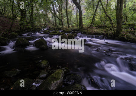 Il flusso rapido fiume Ysgethin, rigonfiato dalla recente pioggia, nel verde di un Bosco nebbioso. Foto Stock