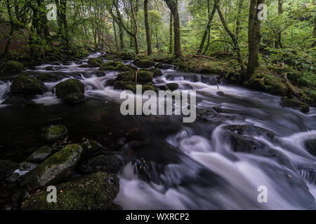 Il flusso rapido fiume Ysgethin, rigonfiato dalla recente pioggia, nel verde di un Bosco nebbioso. Foto Stock