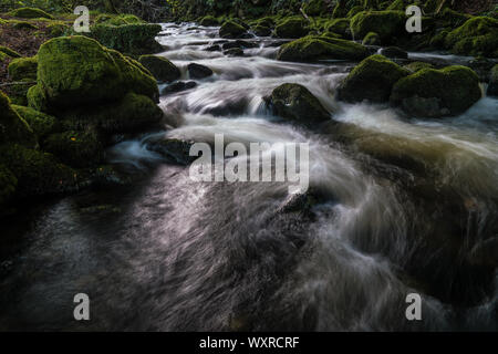 Il flusso rapido fiume Ysgethin, rigonfiato dalla recente pioggia, nel verde di un Bosco nebbioso. Foto Stock