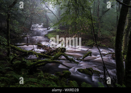 Il flusso rapido fiume Ysgethin, rigonfiato dalla recente pioggia, nel verde di un Bosco nebbioso. Foto Stock