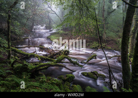 Il flusso rapido fiume Ysgethin, rigonfiato dalla recente pioggia, nel verde di un Bosco nebbioso. Foto Stock