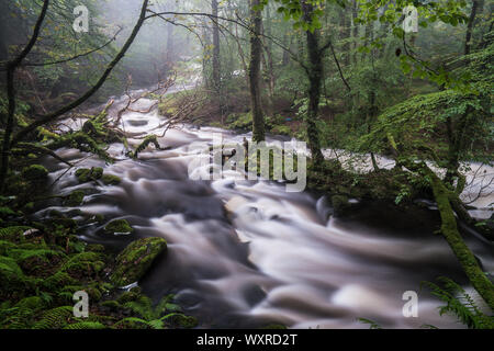 Il flusso rapido fiume Ysgethin, rigonfiato dalla recente pioggia, nel verde di un Bosco nebbioso. Foto Stock