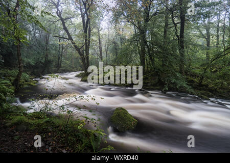 Il flusso rapido fiume Ysgethin, rigonfiato dalla recente pioggia, nel verde di un Bosco nebbioso. Foto Stock