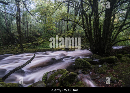 Il flusso rapido fiume Ysgethin, rigonfiato dalla recente pioggia, nel verde di un Bosco nebbioso. Foto Stock