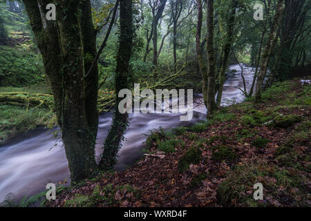 Il flusso rapido fiume Ysgethin, rigonfiato dalla recente pioggia, nel verde di un Bosco nebbioso. Foto Stock