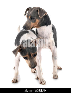 Terrier brasiliano di fronte a uno sfondo bianco Foto Stock