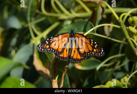 Farfalla monarca, (Danaus plexippus). milkweed, comune tiger o wanderer, nero venato brown, Andalusia, Spagna. Foto Stock