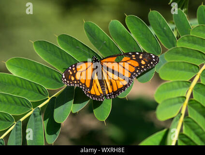 Farfalla monarca, (Danaus plexippus). milkweed, comune tiger o wanderer, nero venato brown, Andalusia, Spagna. Foto Stock