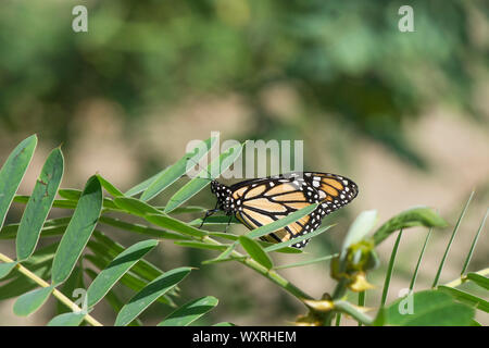 Farfalla monarca, (Danaus plexippus). milkweed, comune tiger o wanderer, nero venato brown, Andalusia, Spagna. Foto Stock