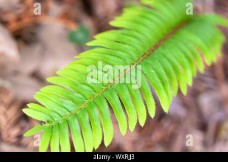 Pinnate unico della spada occidentale fern Polystichum munitum Foto Stock