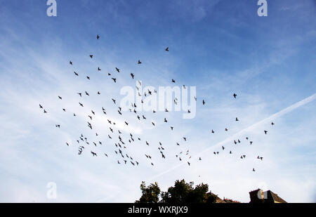 Sciame di piccione su un giorno di estate Foto Stock