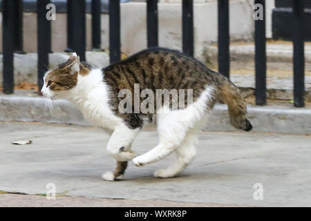 Larry, 10 Downing Street cat e Chief Mouser al Cabinet Office visto in Downing Street appena prima che i ministri lasciare dopo aver frequentato il settimanale riunione del gabinetto. Foto Stock