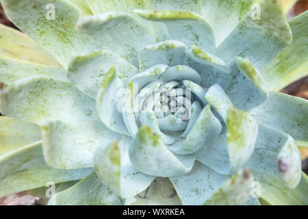 Chiudere fino a Britton live-forever (Dudleya brittonii), Santa Barbara Giardino Botanico, California , Stati Uniti Foto Stock