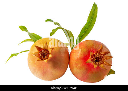 Freschi frutti di melograno isolati su sfondo bianco Foto Stock