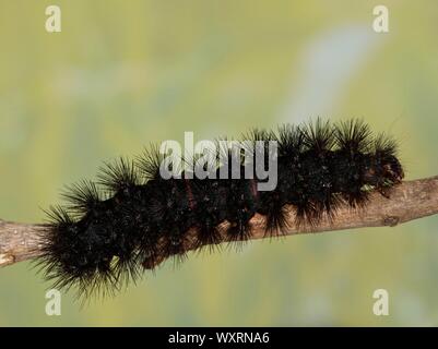 Giant Leopard Moth caterpillar (Hypercompe scribonia) su un piccolo ramo a Houston, TX. Si tratta di una varietà di lanosi Bear caterpillar. Foto Stock