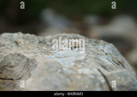 Eobania vermiculata - cioccolato-band va a passo di lumaca sulla roccia in Sardegna, Italia Foto Stock