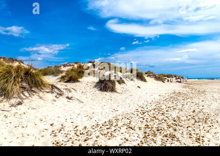 Protetti Dune di sabbia del Parque Natural de las Salinas de Ibiza y Formentera, s'Espalmador, isole Baleari, Spagna Foto Stock