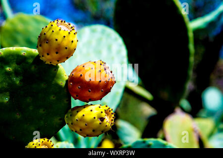 Coltivazione di cactus (pera di prickly) a Formentera, Isole Baleari, Spagna Foto Stock