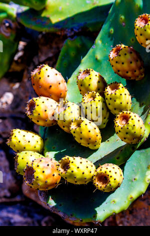 Coltivazione di cactus (pera di prickly) a Formentera, Isole Baleari, Spagna Foto Stock