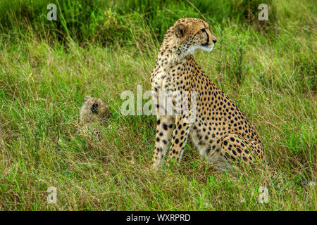 Cheetah - Phinda Game Reserve - Sud Africa; femmina e cub Foto Stock