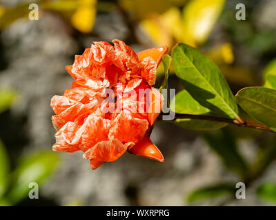 Doppio fiore di arancia della forma compatta del melograno arbusto, Punica granatum "California Sunset' Foto Stock