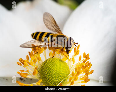 Femmina hoverfly UK Syrphus ribesii avanzamento sul polline della giapponese, anemone Anemone japonica "Honorine Jobert' Foto Stock