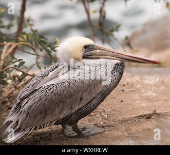 Brown pelican arroccato sulla scogliera a La Jolla, California close up Foto Stock