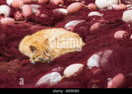 Lo zenzero selvatici tomcat dormire su reti da pesca a Essaouira, Moroccocat, Mahgreb, Nord Africa Foto Stock