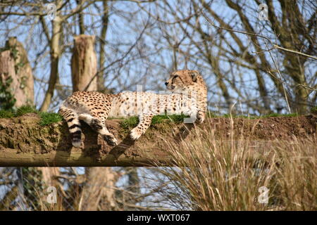 Cheetah rilassante a Dartmoor zoo Foto Stock