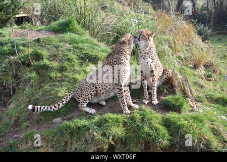 Toelettatura affettuoso ghepardi a Dartmoor zoo Foto Stock