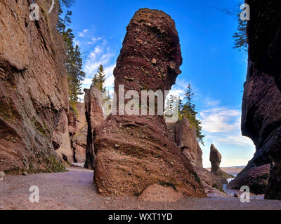 Fioriere, Hopewell Rocks, New Brunswick, Canada Foto Stock