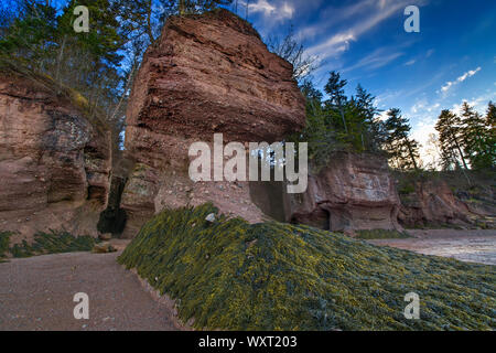 Fioriere, Hopewell Rocks, New Brunswick, Canada Foto Stock