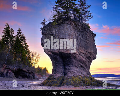 Fioriere, Hopewell Rocks, New Brunswick, Canada Foto Stock