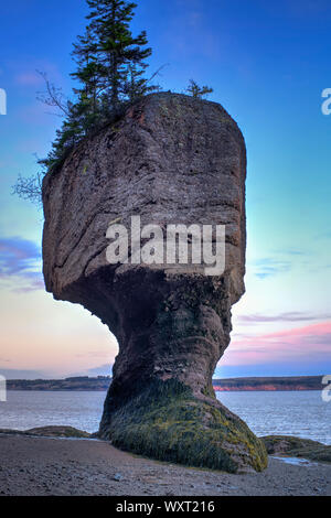 Fioriere, Hopewell Rocks, New Brunswick, Canada Foto Stock