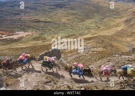 Pack muli sul sentiero sulla Cordillera Huayhuash circuito, Ancash, Perù Foto Stock