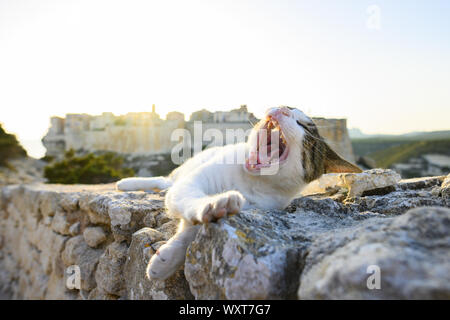 Un bellissimo gatto bianco ha appena svegliato e sbadiglia è su un muro di pietra di fronte al villaggio di Bonifacio durante un tramonto mozzafiato. Bonifacio, Co Foto Stock