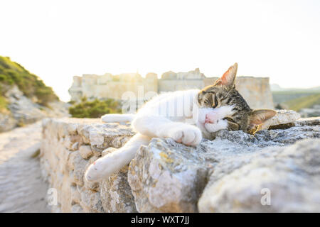 Un bellissimo gatto bianco con una testa grigia è dormire su di un muro di pietra di fronte al villaggio di Bonifacio durante un tramonto mozzafiato. Bonifacio, Corsica, Foto Stock
