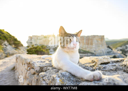 Un bellissimo gatto bianco con una testa grigia è in posa su un muro di pietra di fronte al villaggio di Bonifacio durante un tramonto mozzafiato. Bonifacio, Corsica, Fr Foto Stock